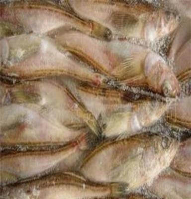 雷魚之珍 帶籽魚的冷凍粗加工與特色海鮮禮包探秘