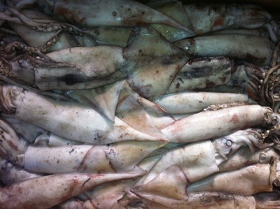 【魷魚(yú) 東海魷魚(yú) 船凍魷魚(yú) 大量供應(yīng) 批發(fā)加工】?jī)r(jià)格,廠家,圖片,鮮活/冷凍水產(chǎn),臺(tái)州市興益水產(chǎn)冷凍冷藏-