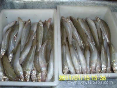 崔華榮優(yōu)質(zhì)沙丁魚(yú) 冷凍粗加工水產(chǎn)品廠家直銷，盡享源頭好貨